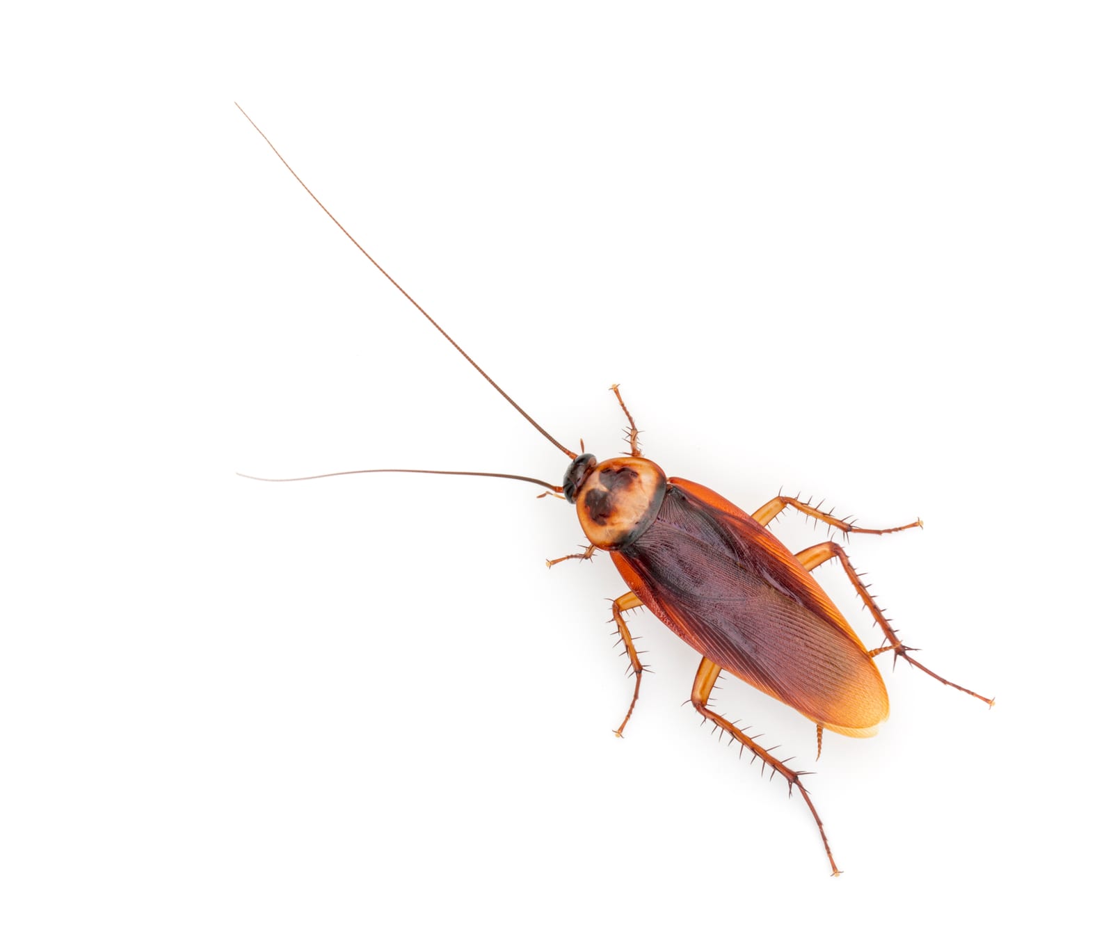 Barata americana adulta em superfície; corpo maior e mais escuro.